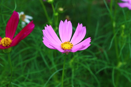Pink flowers in beautiful nature.の写真素材