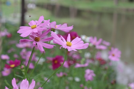 Pink flowers in beautiful nature.の写真素材