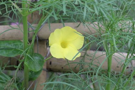 Yellow flowers with sky.の写真素材