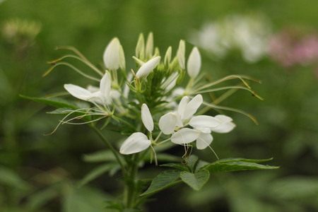 Beautiful flowers in beautiful nature.の写真素材