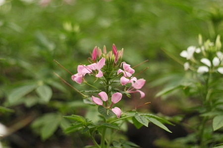 Beautiful flowers in beautiful nature.の写真素材