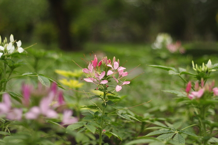 Beautiful flowers in beautiful nature.の写真素材