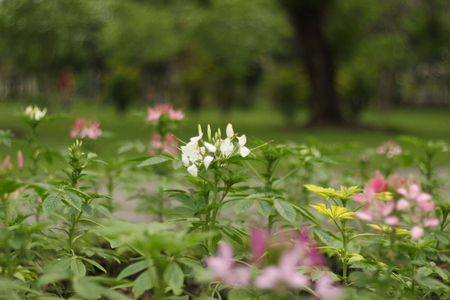 Beautiful flowers in beautiful nature.の写真素材