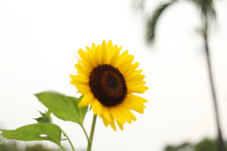 Sunflower with sky.の写真素材