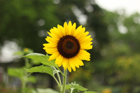 Sunflower with sky.の写真素材
