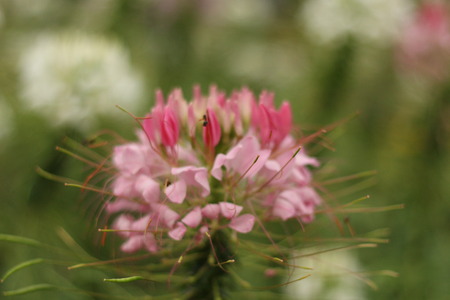 Beautiful flowers in beautiful nature.の写真素材
