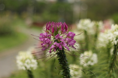 Beautiful flowers in beautiful nature.の写真素材