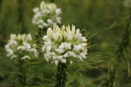 Beautiful flowers in beautiful nature.の写真素材