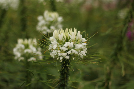Beautiful flowers in beautiful nature.の写真素材
