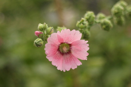 Beautiful flowers in beautiful nature.の写真素材