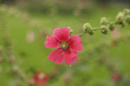 Beautiful flowers in beautiful nature.の写真素材
