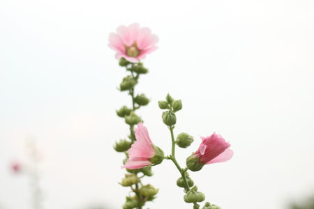 Beautiful flowers in beautiful nature.の写真素材