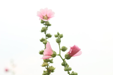 Beautiful flowers in beautiful nature.の写真素材