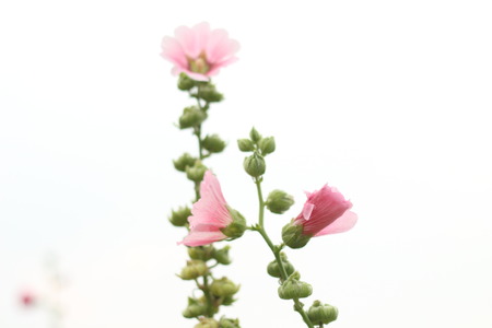 Beautiful flowers in beautiful nature.の写真素材
