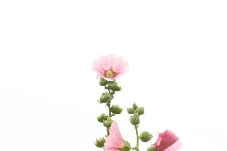 Beautiful flowers in beautiful nature.の写真素材