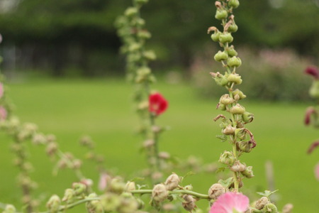 Beautiful flowers in beautiful nature.の写真素材