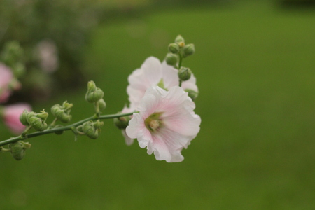 Beautiful flowers in beautiful nature.の写真素材