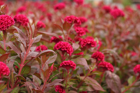 Beautiful flowers in beautiful nature.