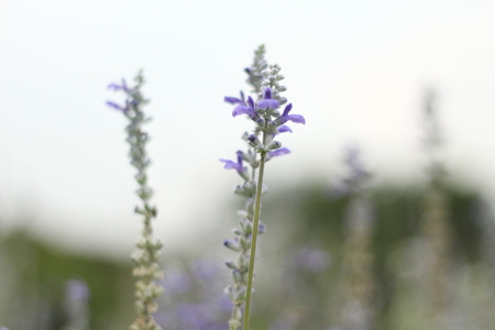 Purple flowers in the garden.の写真素材