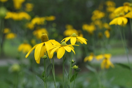 Yellow flowers with sky.の写真素材