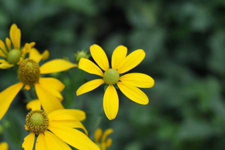Yellow flowers with sky.の写真素材