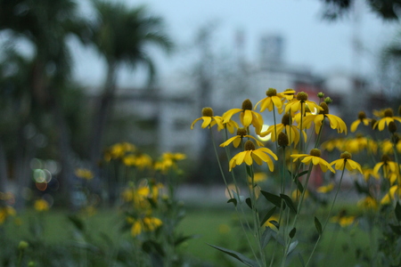 Yellow flowers with sky.の写真素材