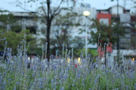 Purple flowers in the garden.の写真素材