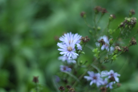 Beautiful purple chrysanthemumの写真素材
