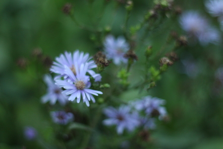 Beautiful purple chrysanthemumの写真素材