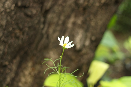 Beautiful flowers in beautiful nature.の写真素材