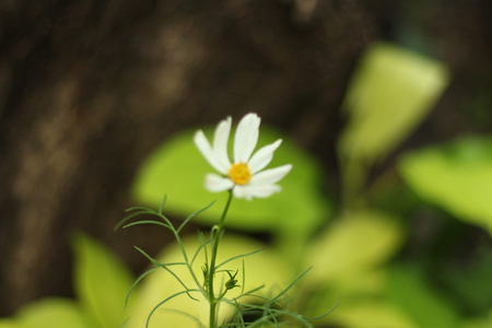 Beautiful flowers in beautiful nature.の写真素材
