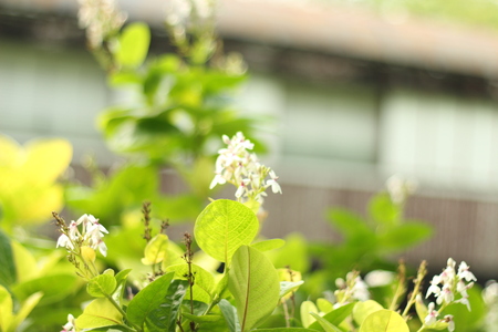 Beautiful flowers in beautiful nature.の写真素材