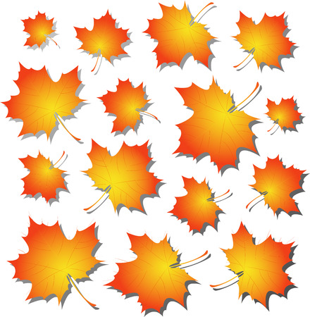 Vector maple autumn leaves. Isolated on white.のイラスト素材