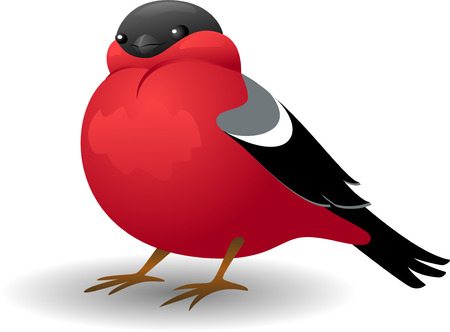 Bullfinch, isolated on white. EPS 8のイラスト素材