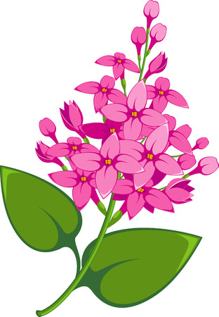 Lilac branch over white. のイラスト素材