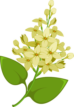 Lilac branch over white.のイラスト素材