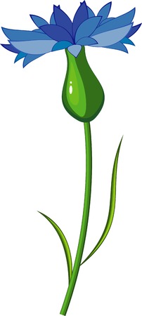 image of cornflower over white. EPS 8のイラスト素材