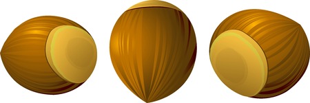 Three hazelnuts from different perspectives over white. EPS 8のイラスト素材