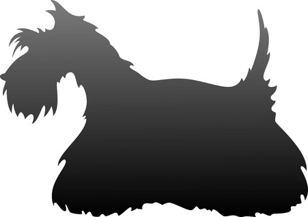 Scottish Terrier silhouette over white. EPS 8のイラスト素材