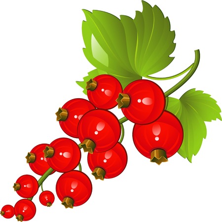 illustration of red currants over white. EPS 8のイラスト素材