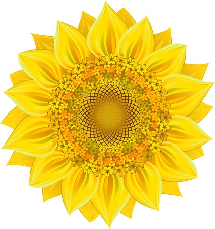 Sunflower over white.のイラスト素材