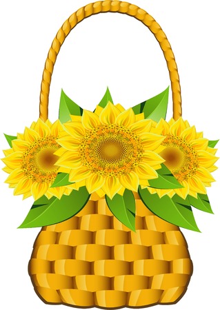 Basket sunflowers over white.のイラスト素材