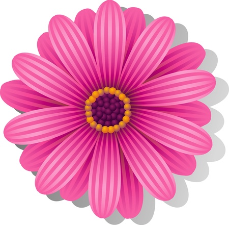 Beautiful pink Gerber Daisy over white.のイラスト素材