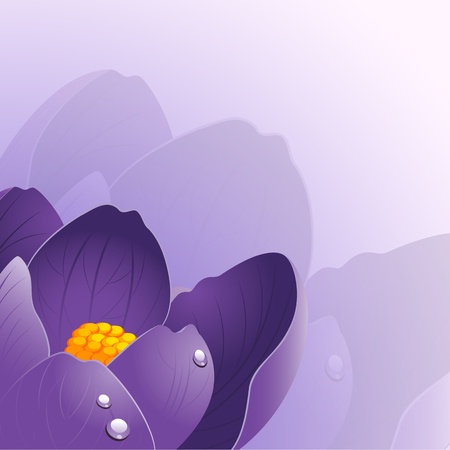 Background with crocus flowerの写真素材