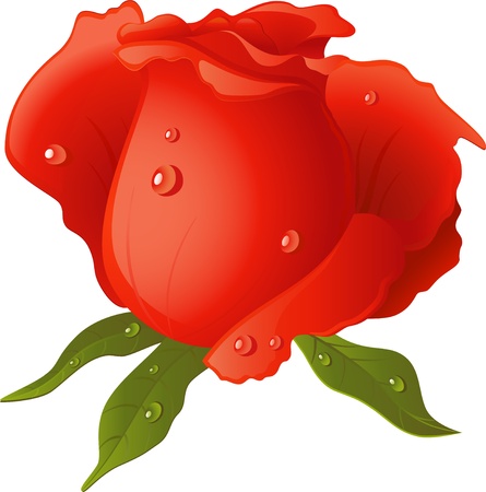 Red Rose isolated over white. のイラスト素材