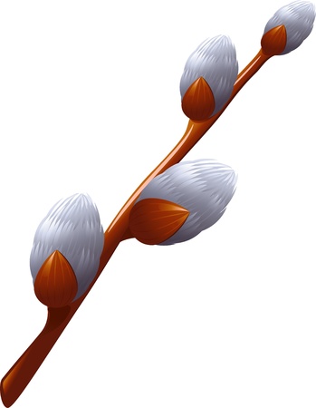 Pussy Willow (catkin) over white. のイラスト素材