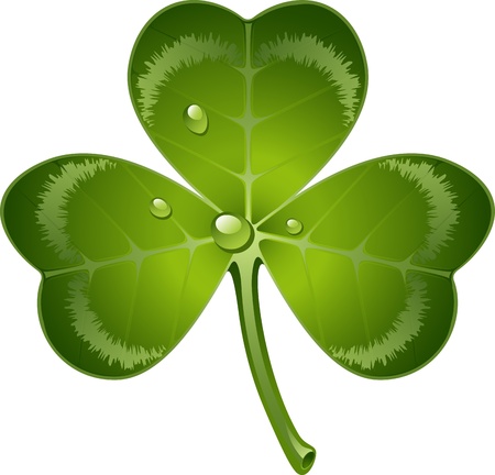 clover leaf over white.のイラスト素材