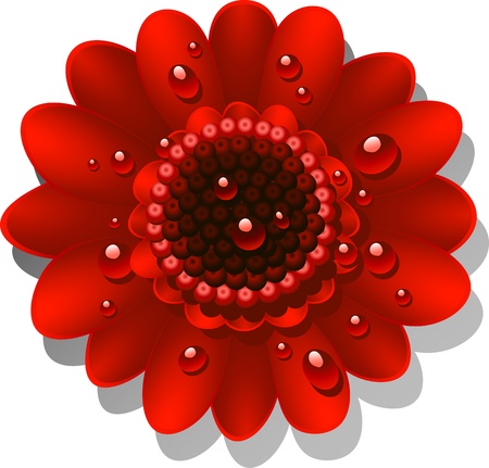 Beautiful red Gerber Daisy with dew dropsのイラスト素材