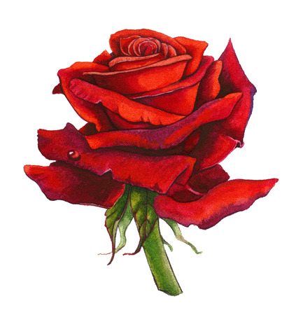 Red Rose isolated on white. No shadows. Watercolorの写真素材
