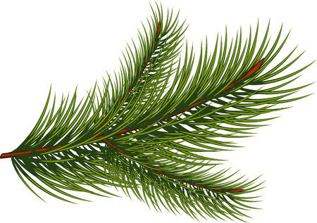 Fir branch over white backgroundのイラスト素材